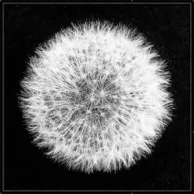 Картина Круглый одуванчик