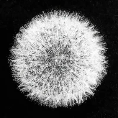 Плакат Круглый одуванчик