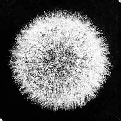 Постер Круглый одуванчик