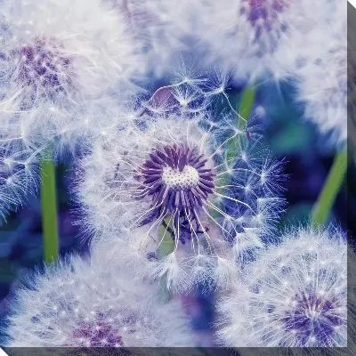 Картина маслом Одуванчики в синих оттенках