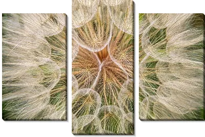 Модульная картина Одуванчик №101