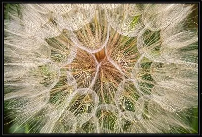 Картина Одуванчик №101