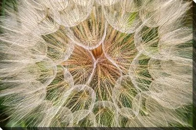 Постер Одуванчик №101