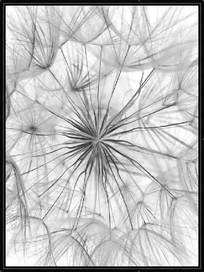 Картина Одуванчик №105