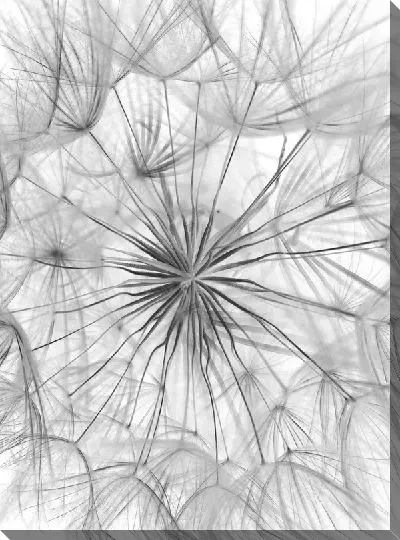 Постер Одуванчик №105