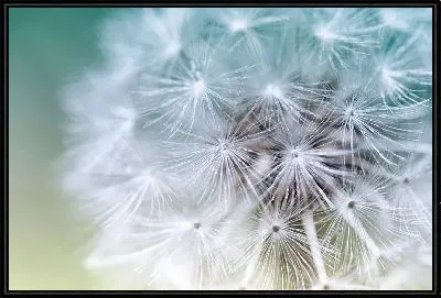Картина Одуванчик №115