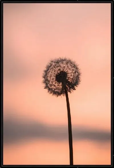 Картина Одуванчик №122