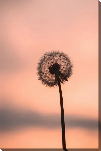 Постер Одуванчик №122