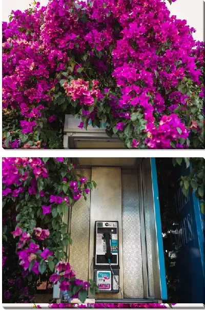 Модульная картина Телефонная будка в цветах