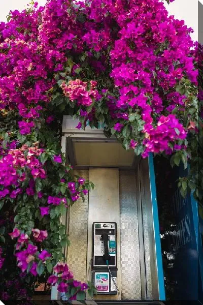 Постер Телефонная будка в цветах