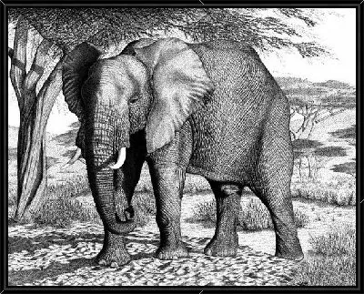 Картина Слон (Elephant) №5