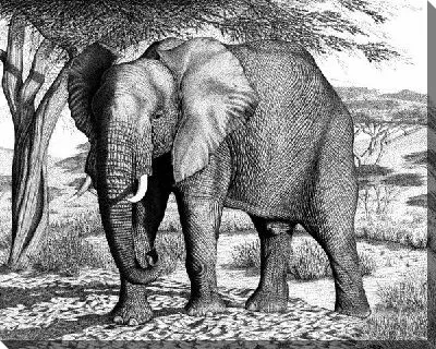 Постер Слон (Elephant) №5