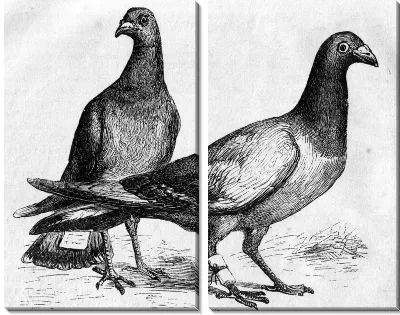 Модульная картина Голуби (Pigeons) №3