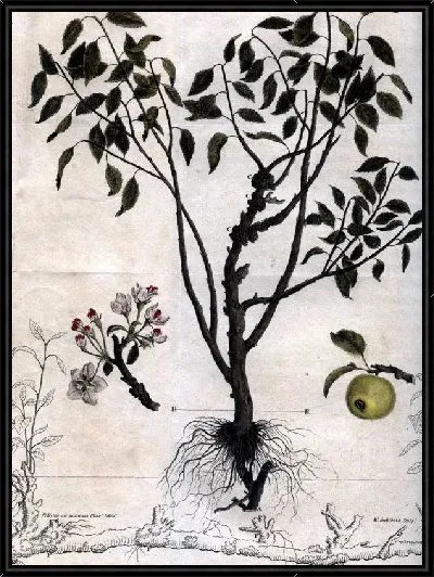Картина Дерево (Tree) №4