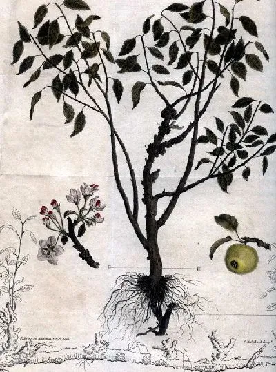 Картина Дерево (Tree) №4