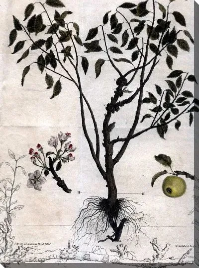 Картина Дерево (Tree) №4