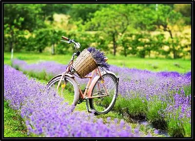 Велосипед и лаванда