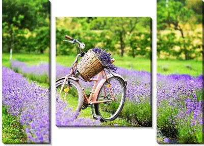 Велосипед и лаванда