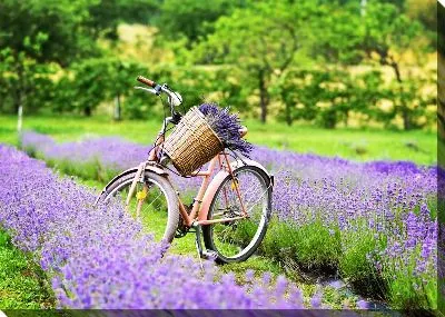 Велосипед и лаванда