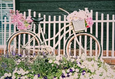 Плакат Розовый велосипед