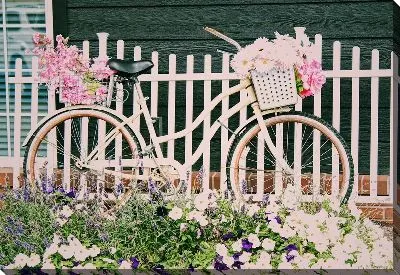 Постер Розовый велосипед