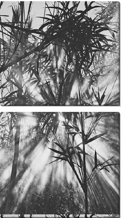 Модульная картина Бамбук в тумане