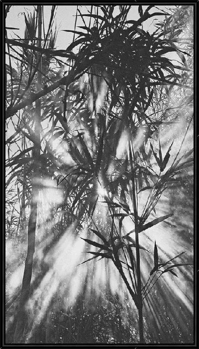 Картина Бамбук в тумане