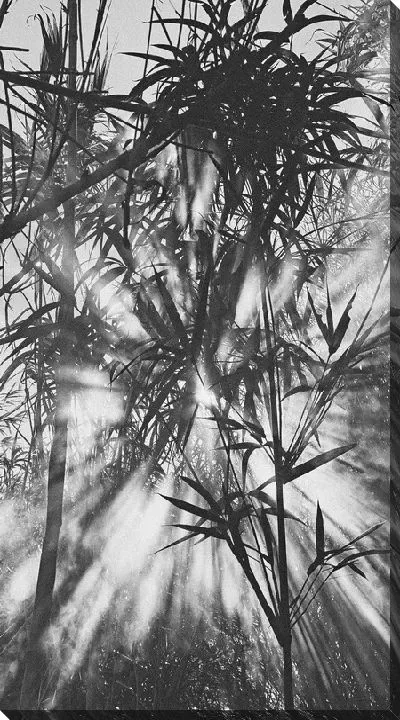 Постер Бамбук в тумане