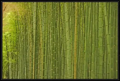 Картина Стволы бамбука №2