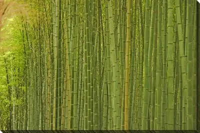 Постер Стволы бамбука №2