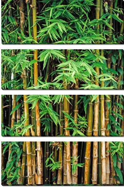 Модульная картина Листья бамбука