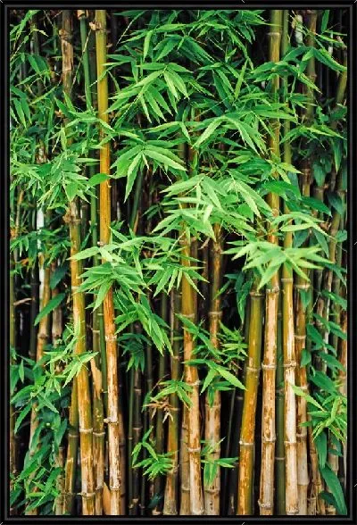 Картина Листья бамбука