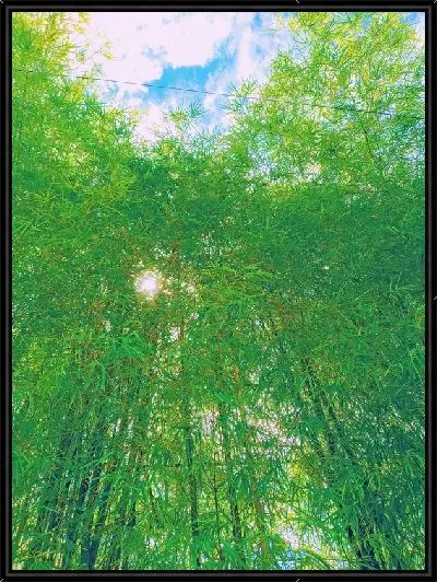 Картина Лес бамбука