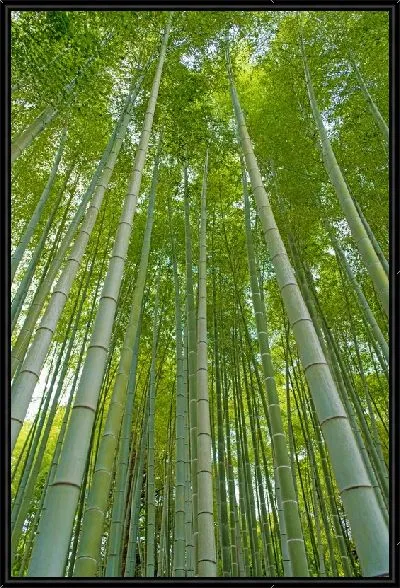 Картина Бамбуковый лес