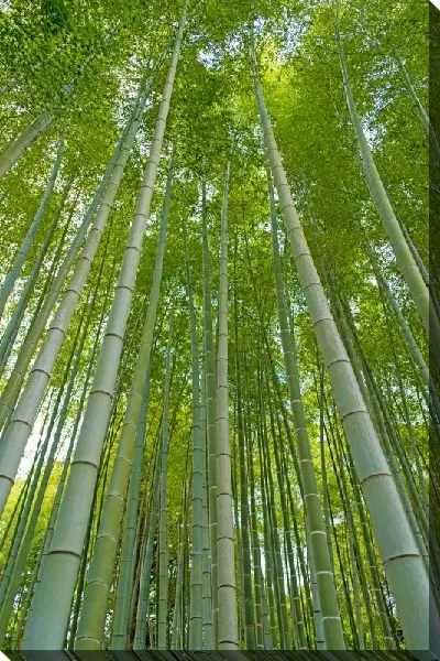 Постер Бамбуковый лес