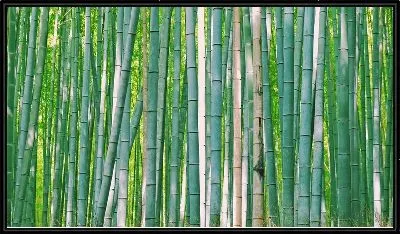 Картина Стволы бамбука в лесу