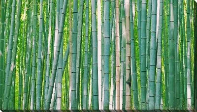 Постер Стволы бамбука в лесу