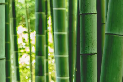 шаблон id 38