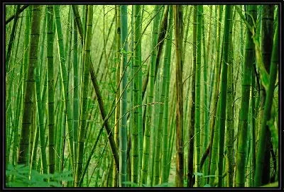 Картина Бамбук №1