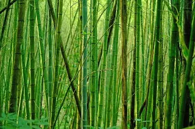 Плакат Бамбук №1
