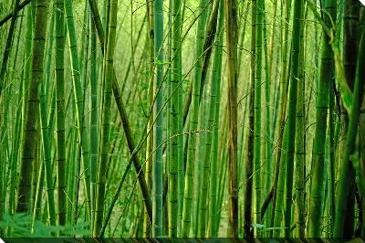 Постер Бамбук №1