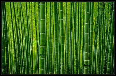 Картина Бамбук №19