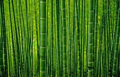 Плакат Бамбук №19