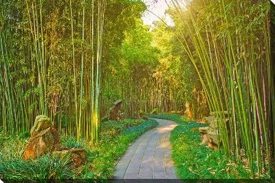 Постер Тропинка и бамбук