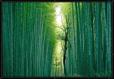 Картина Бамбук №26