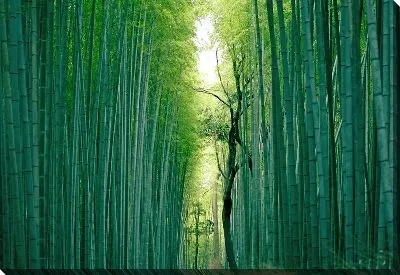 Постер Бамбук №26