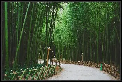 Картина Тропинка и бамбук №2