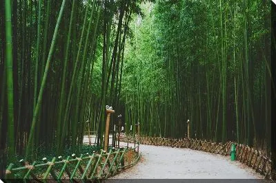 Постер Тропинка и бамбук №2