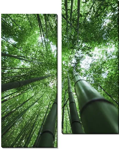 Модульная картина Бамбук №32