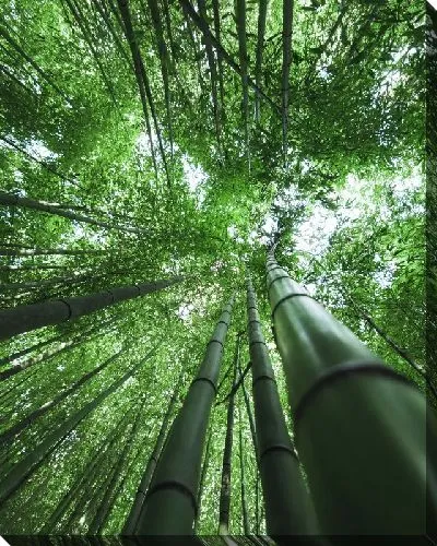 Постер Бамбук №32